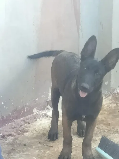 Malinois 