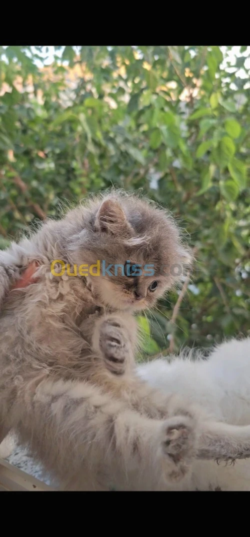 Chat persan chirazi
