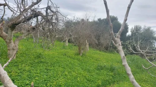 Vente Blida Bougara