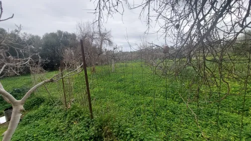 Vente Blida Bougara
