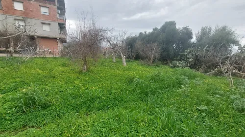 Vente Blida Bougara