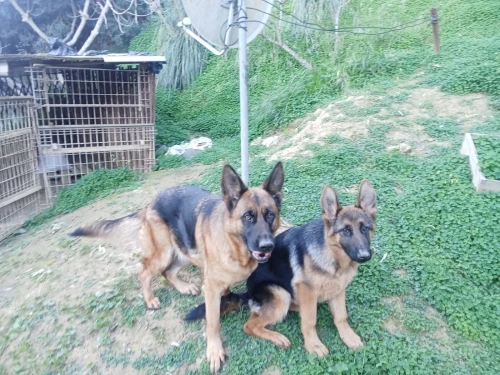 Berger Allemand