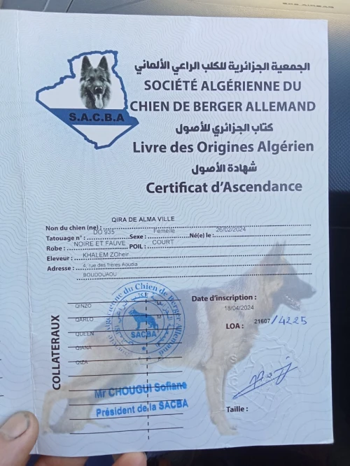 Berger Allemand