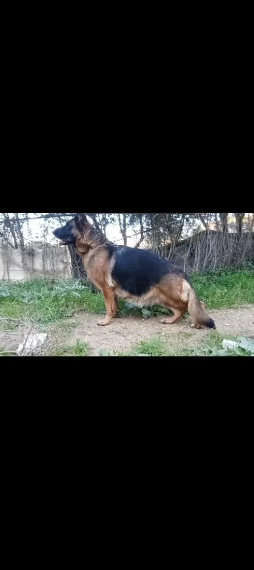 Berger Allemand