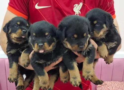 Rottweiler sarbi
