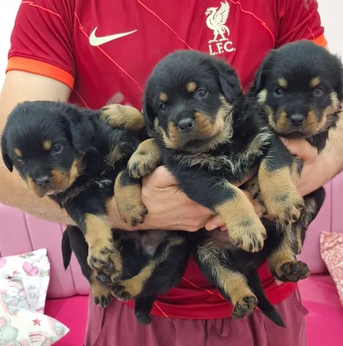 Rottweiler sarbi