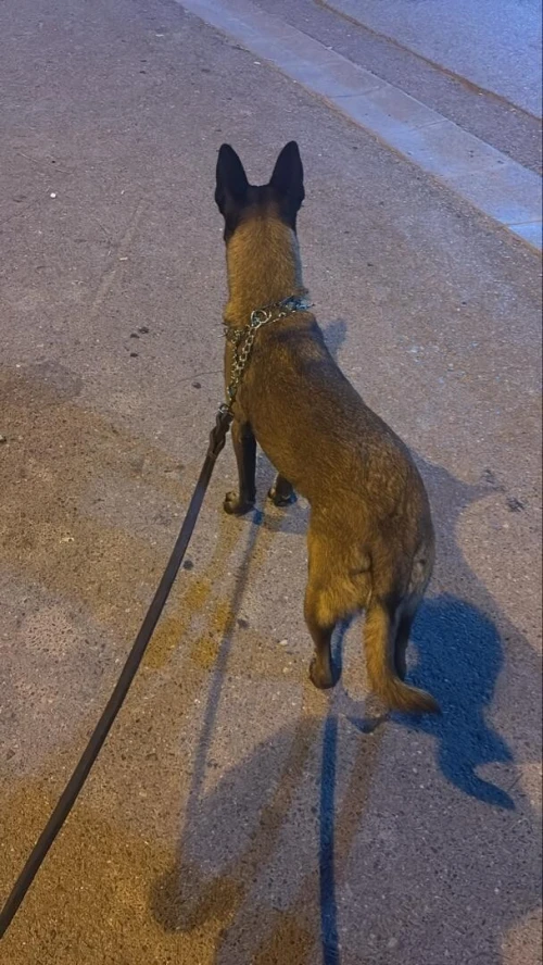Malinois