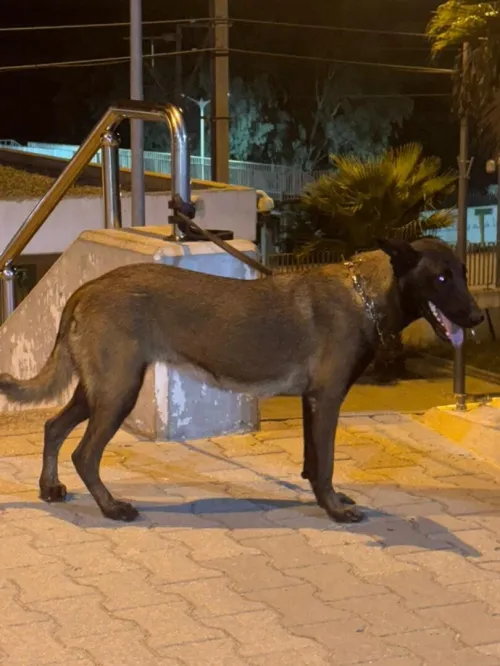 Malinois
