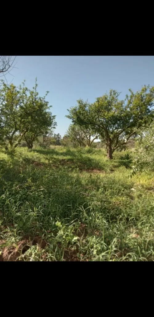 Vente Terrain Agricole Tipaza Khemisti