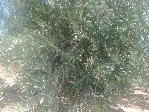 Vente Terrain Agricole Tlemcen Sebaa chioukh