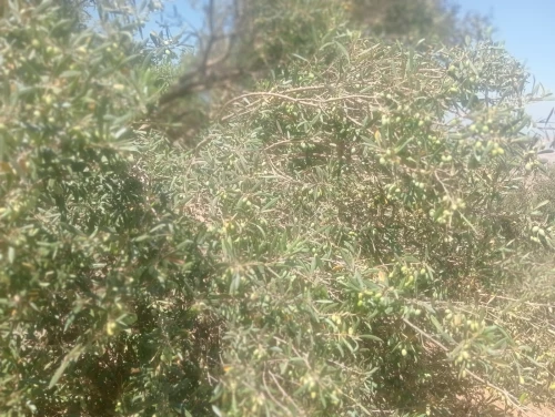 Vente Terrain Agricole Tlemcen Sebaa chioukh