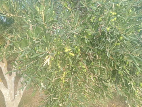 Vente Terrain Agricole Tlemcen Sebaa chioukh