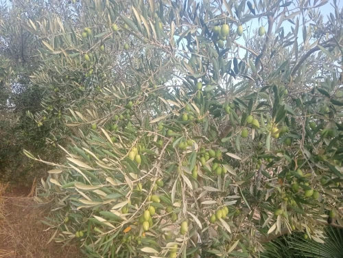 Vente Terrain Agricole Tlemcen Sebaa chioukh