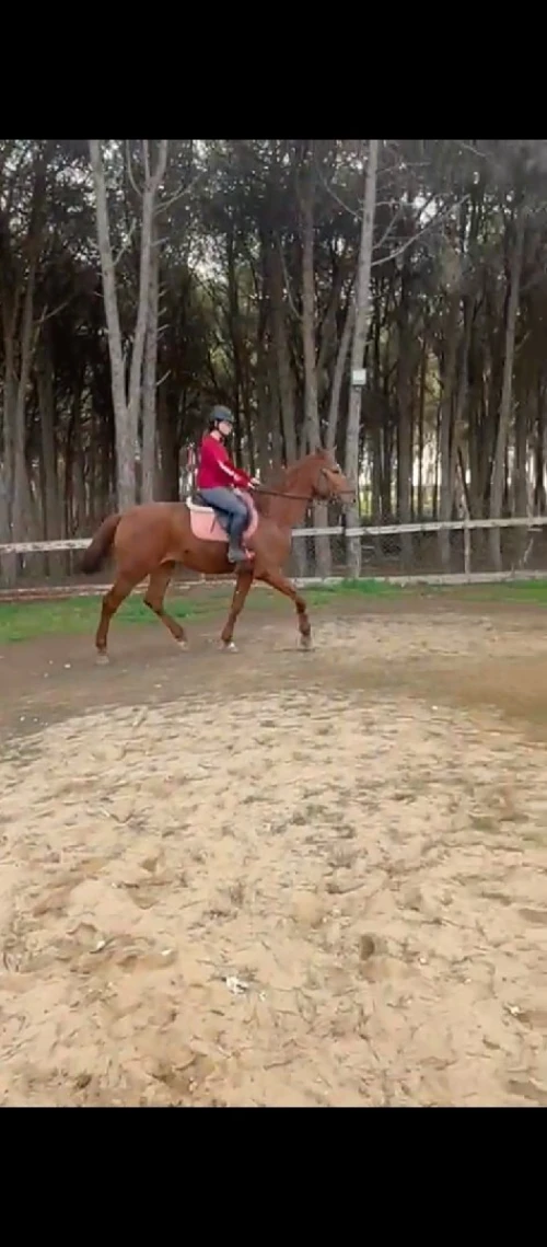 Cheval