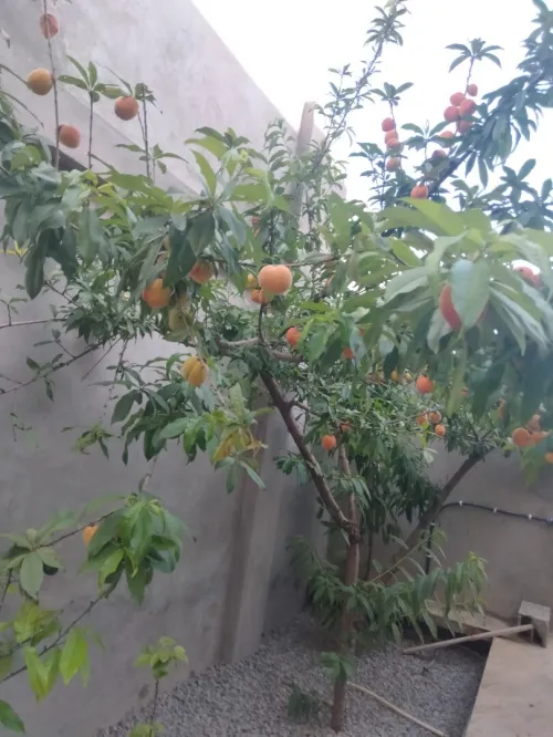 Vente Villa Tlemcen Honaine