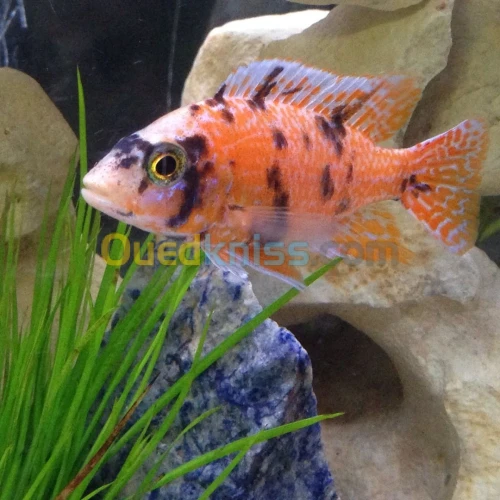 Poisson ob 