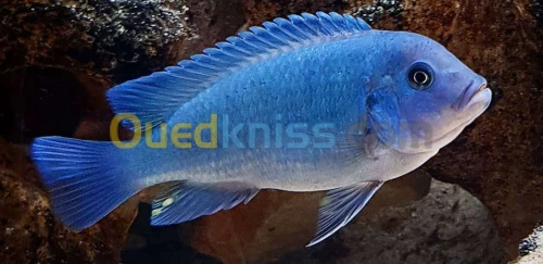 Poisson zebra bleu 