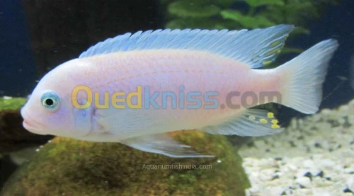 Alevins socolovi zebra blanc 
