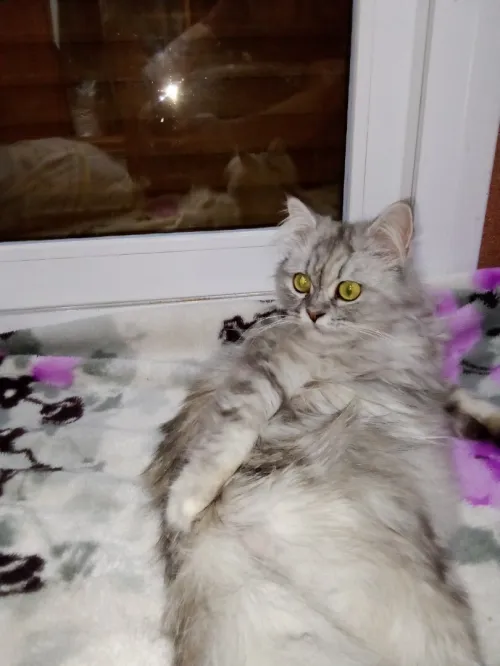 chat persan