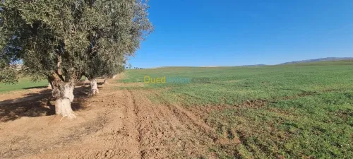 Vente Terrain Mostaganem Mostaganem