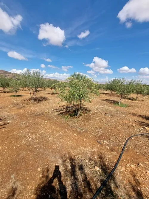 Vente Terrain Agricole Batna Batna
