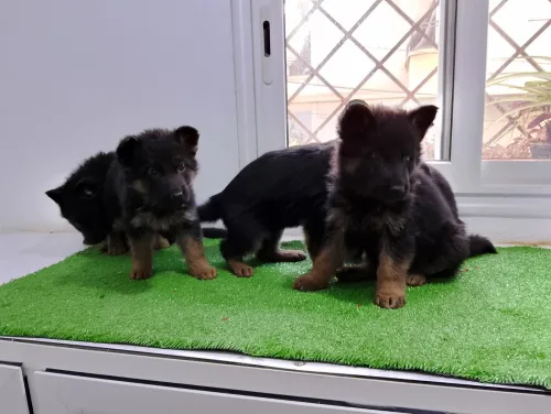 Chiot berger Allemand 