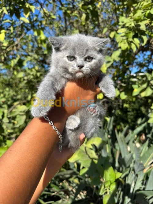 British shorthair & scottish fold 