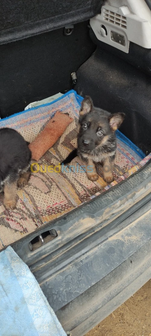 Chiot berger allemand 