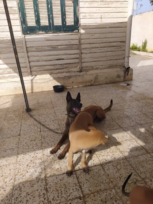 malinois 