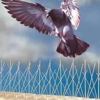 Répulsif anti pigeons