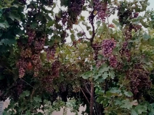 Vente Villa Laghouat Laghouat