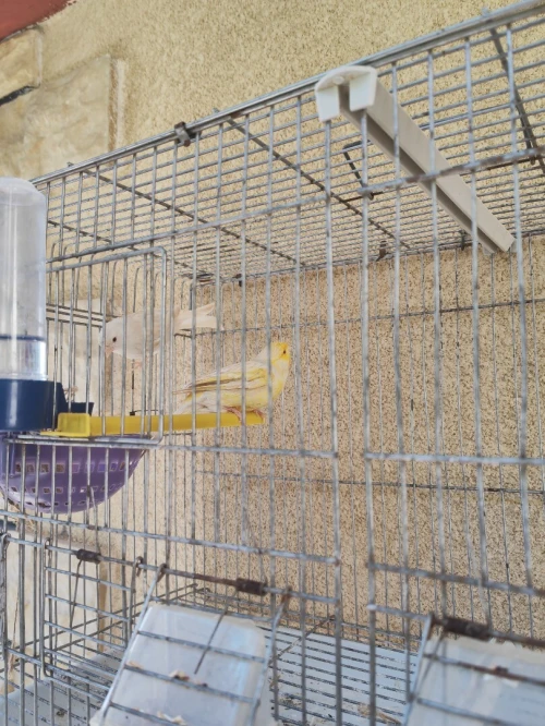 Canari satiné