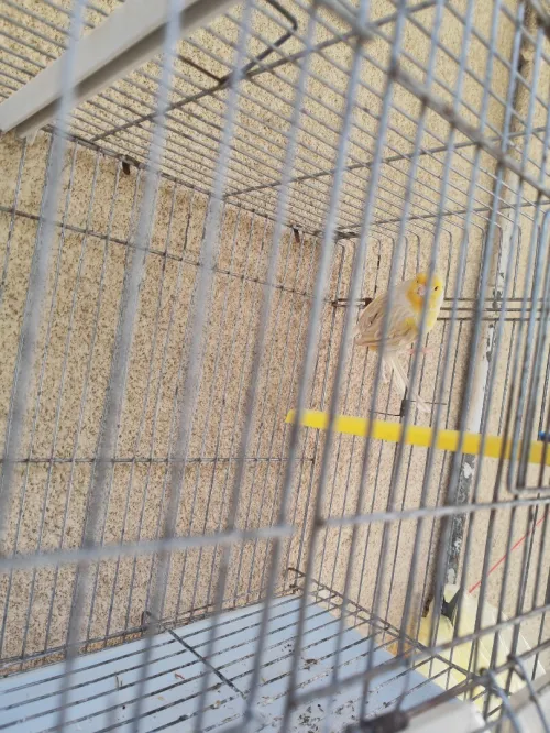 Canari satiné