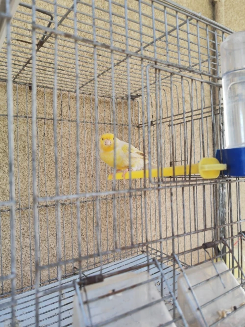 Canari satiné