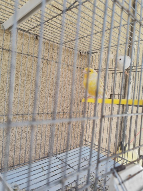 Canari satiné