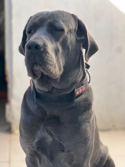 Cane corso