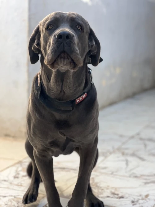 Cane corso