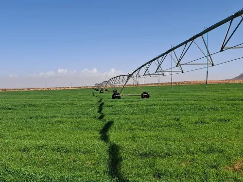 Vente Terrain Agricole Laghouat Ain madhi