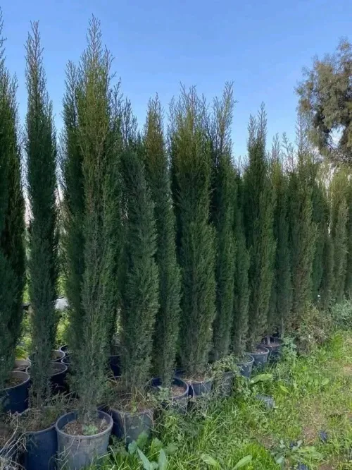 jardinage