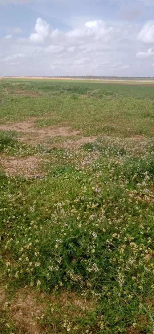 Location Terrain Agricole Djelfa Ain oussara