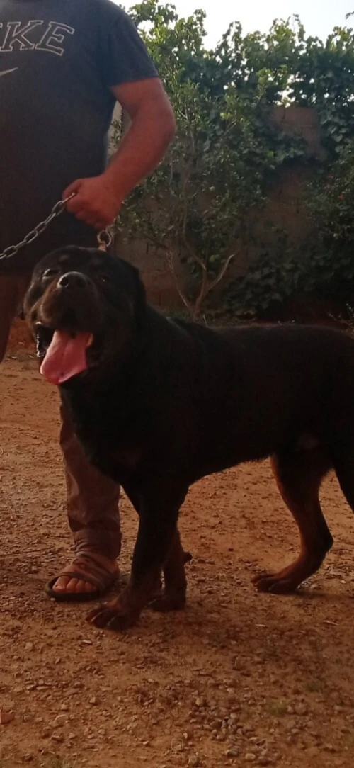 Mals Bergers Allemand et Rottweiler accouplement