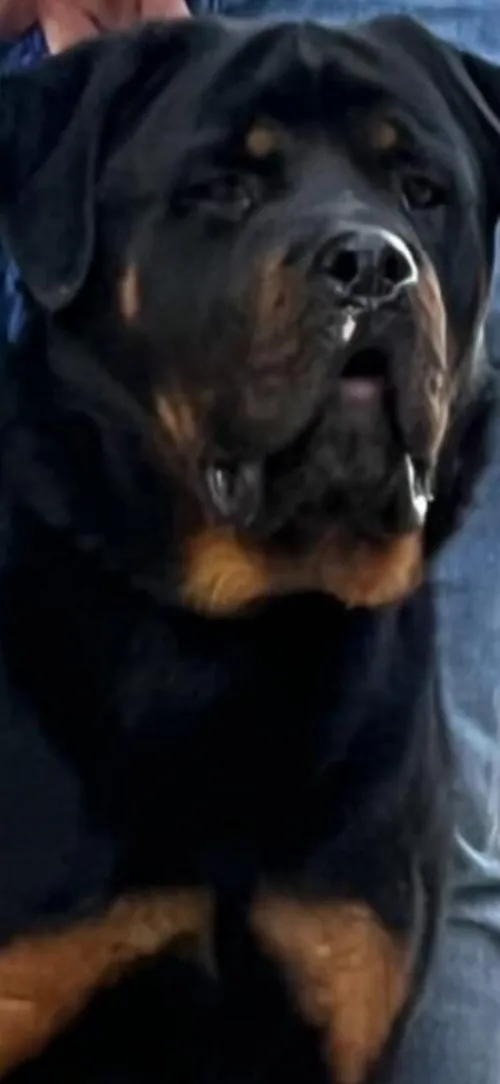 Mals Bergers Allemand et Rottweiler accouplement
