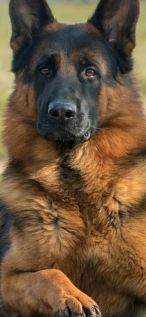 Mals Bergers Allemand et Rottweiler accouplement