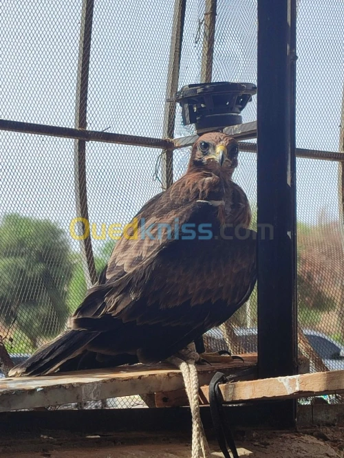 Aigle عقاب