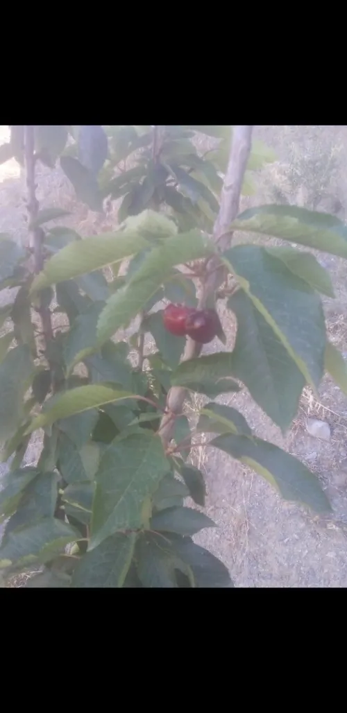 Vente Villa Sétif Harbil