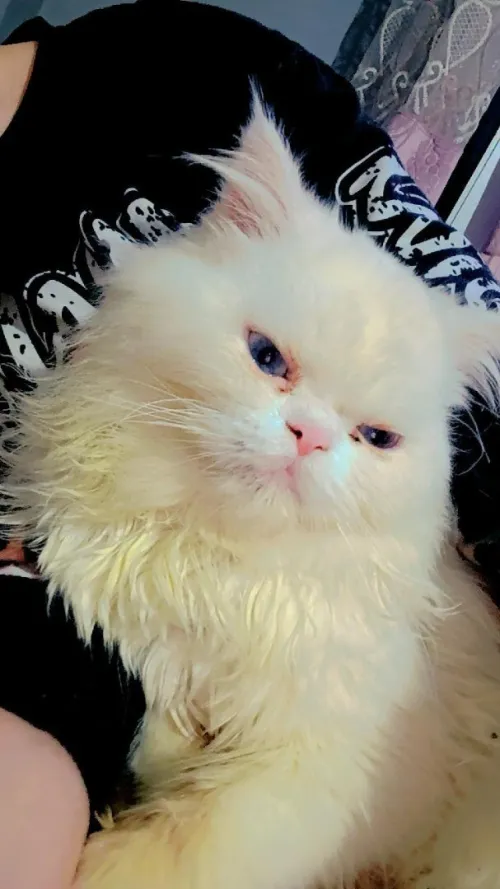 Persan pekky face 