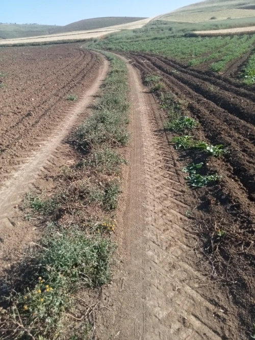 Vente Terrain Agricole Tlemcen Bensekrane 2