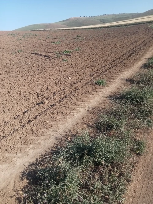Vente Terrain Agricole Tlemcen Bensekrane