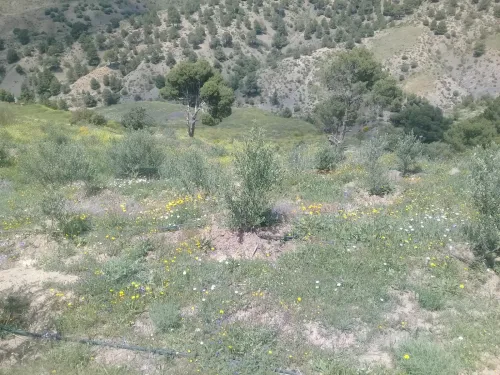 Vente Terrain Agricole Bordj bou arreridj Mansoura
