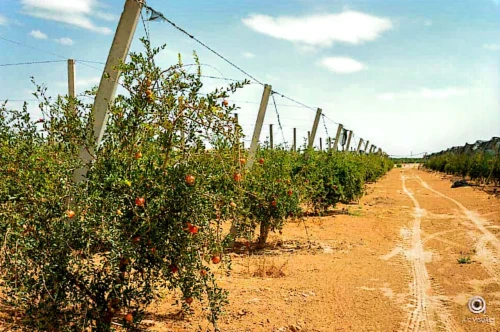 Vente Terrain Agricole Biskra Biskra